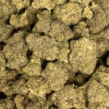 buy gelato 45 online